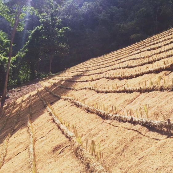 ใยมะพร้าวแผ่น มีหลายขนาดและราคา  รูปที่ 8