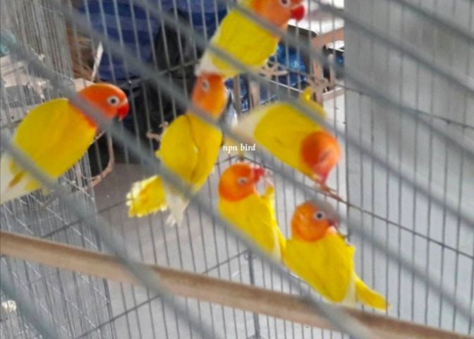 ขายนกเลิฟเบิร์ดสีเหลืองหัวเเดง..สีกับเบิ้ล.สนใจโทร 0929135188 รูปที่ 2