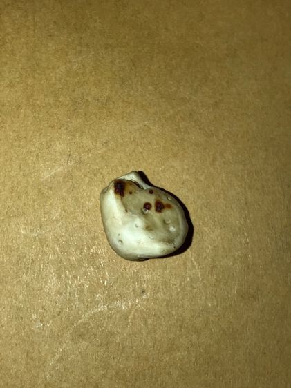 คต Rช้าง ผิวสีน้ำผึ้ง Rช่ำ ขนาดเล็ก กลมมน สภาพสวย สมบูรณ์ อย่างสวย เก่า แท้ แปลก หายาก สามารถนำไปเลี่ยมห้อยคอได้ อย่างสวย พุทธคุณเมตตาโชคลาภ รูปที่ 2