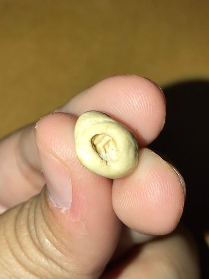 คต Rช้าง ผิวสีน้ำผึ้ง Rช่ำ ขนาดเล็ก กลมมน สภาพสวย สมบูรณ์ อย่างสวย เก่า แท้ แปลก หายาก สามารถนำไปเลี่ยมห้อยคอได้ อย่างสวย พุทธคุณเมตตาโชคลาภ รูปที่ 8