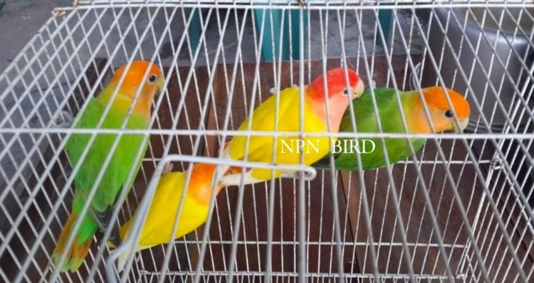 ขายนกเลิฟเบิร์ดไม่ขอบตา เขียวหัวส้ม..ตัวละ 800 บาท รูปที่ 3