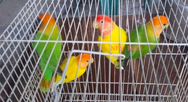 ขายนกเลิฟเบิร์ดไม่ขอบตา เขียวหัวส้ม..ตัวละ 800 บาท รูปที่ 2