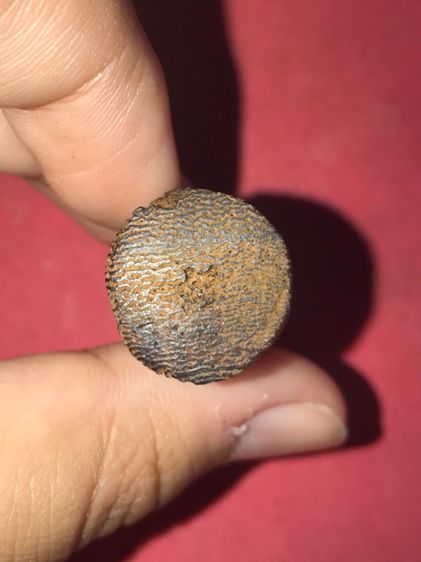 ลิง หลวงพ่อดิ่ง วัดบางวัว จ.ฉะเชิงเทรา เนื้อรากไม้ ต้นชัยพฤกษ์ ตายพราย เหี่ยวย่น หดตัว ขึ้นคราบขาว ไม่มีเสี้ยน น้ำหนักเบา ขนาดความสูง 4 ซม.  รูปที่ 5