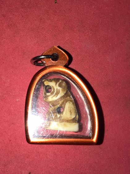 เสืออ้าปาก หลวงพ่อสาย วัดคลองด่าน เขี้ยวสวย ขนาดเล็ก ประมาณ 2 ซม. แกะโบราณ รอยจารทั้งตัว ผิวสีเหลืองน้ำผึงเป็นจั๊มๆ มีลวดลายเป็นธรรมชาติ แห้ รูปที่ 5