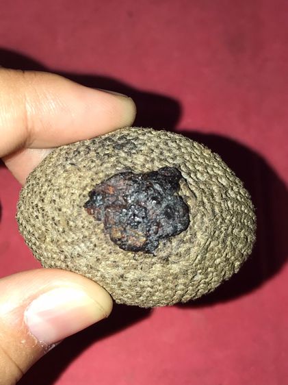 เบี้ยแก้ หลวงปู่เพิ่ม วัดกลางบางแก้ว ถักเชือกปอ อุดชันโรง 2 จุด หูทองแดงทุบ ข้างละ 3 หู สีน้ำตาล ขนาดใหญ่ มีน้ำหนัก ปรอทไม่ตาย มีความเป็นธรร รูปที่ 3