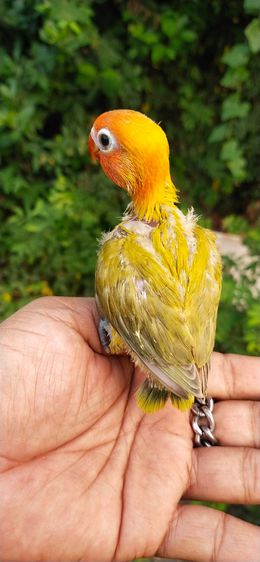 ขายลูกป้อนนกเลิฟเบิร์ดพายกรีนหัวส้ม รูปที่ 8