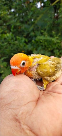 ขายลูกป้อนนกเลิฟเบิร์ดพายกรีนหัวส้ม รูปที่ 5