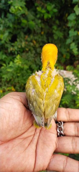 ขายลูกป้อนนกเลิฟเบิร์ดพายกรีนหัวส้ม รูปที่ 6