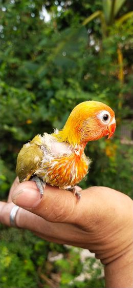 ขายลูกป้อนนกเลิฟเบิร์ดพายกรีนหัวส้ม รูปที่ 3