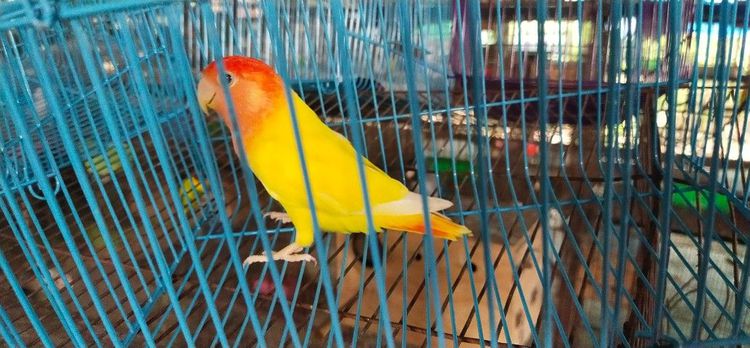 ขายนกเลิฟเบิร์ดไม่ขอบตา.ลูติโน่..ราคาตัวละ 850 บาท.วันธรรมดาโทรเวลา 12.00 น.ถึง 13.00 น.เสาร์-อาทิตย์ โทร 9.00 น.- 16.00 น.หลังจากนั้นไม่รับ รูปที่ 7