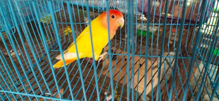 ขายนกเลิฟเบิร์ดไม่ขอบตา.ลูติโน่..ราคาตัวละ 850 บาท.วันธรรมดาโทรเวลา 12.00 น.ถึง 13.00 น.เสาร์-อาทิตย์ โทร 9.00 น.- 16.00 น.หลังจากนั้นไม่รับ รูปที่ 6