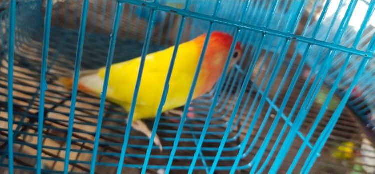 ขายนกเลิฟเบิร์ดไม่ขอบตา.ลูติโน่..ราคาตัวละ 850 บาท.วันธรรมดาโทรเวลา 12.00 น.ถึง 13.00 น.เสาร์-อาทิตย์ โทร 9.00 น.- 16.00 น.หลังจากนั้นไม่รับ รูปที่ 3