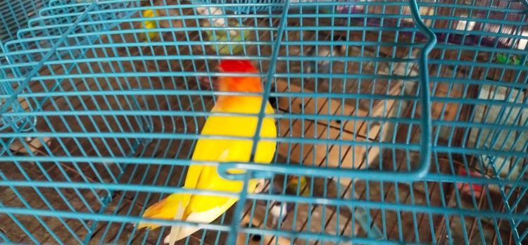 ขายนกเลิฟเบิร์ดไม่ขอบตา.ลูติโน่..ราคาตัวละ 850 บาท.วันธรรมดาโทรเวลา 12.00 น.ถึง 13.00 น.เสาร์-อาทิตย์ โทร 9.00 น.- 16.00 น.หลังจากนั้นไม่รับ รูปที่ 5