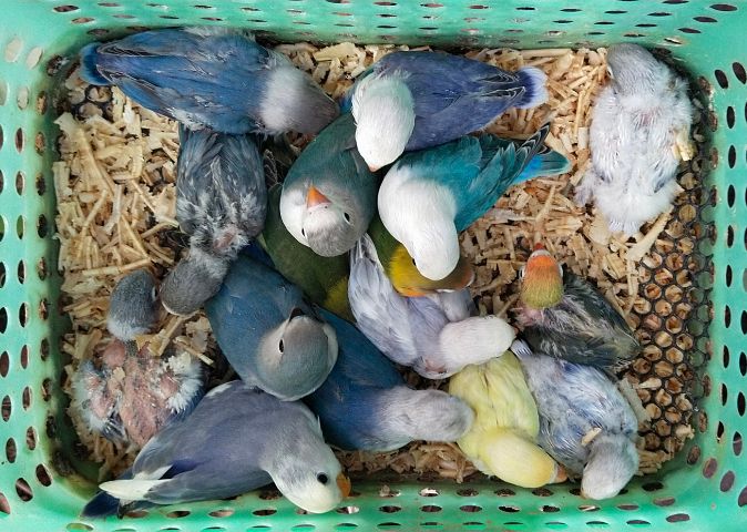 ราคาลูกป้อนนกเลิฟเบิร์ดหลากสีสัน..สีสดใส..สวยโคตรๆ รูปที่ 5