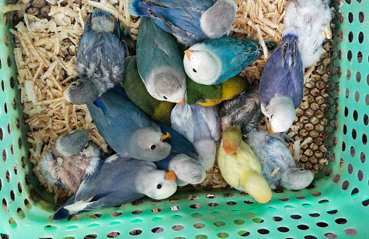 ราคาลูกป้อนนกเลิฟเบิร์ดหลากสีสัน..สีสดใส..สวยโคตรๆ รูปที่ 2