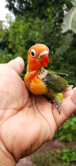 ขายลูกป้อนนกเลิฟเบิร์ดสีกรีนฟิชเชอร์ครอบส้ม รูปที่ 2