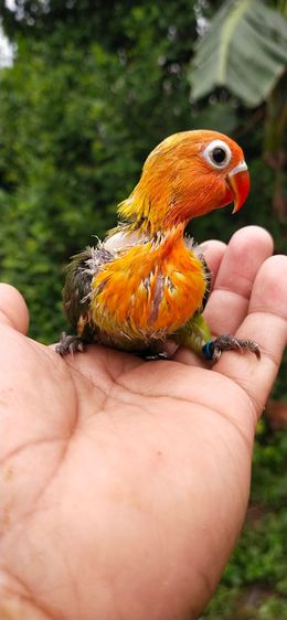 ขายลูกป้อนนกเลิฟเบิร์ดสีกรีนฟิชเชอร์ครอบส้ม รูปที่ 3