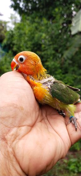 ขายลูกป้อนนกเลิฟเบิร์ดสีกรีนฟิชเชอร์ครอบส้ม รูปที่ 5