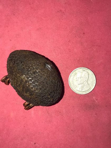 เบี้ยแก้ ฝังหนังเสือ หลวงปู่เพิ่ม วัดกลางบางแก้ว ถักเชือกปอ หูทองแดงทุบ ข้างละ 2 หู สีน้ำตาล ขนาดใหญ่ มีน้ำหนัก ปรอทไม่ตาย มีความเป็นธรรมชาต รูปที่ 8