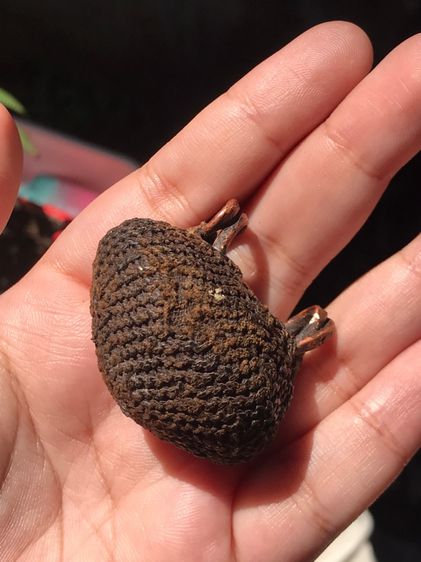 เบี้ยแก้ ฝังหนังเสือ หลวงปู่เพิ่ม วัดกลางบางแก้ว ถักเชือกปอ หูทองแดงทุบ ข้างละ 2 หู สีน้ำตาล ขนาดใหญ่ มีน้ำหนัก ปรอทไม่ตาย มีความเป็นธรรมชาต รูปที่ 10