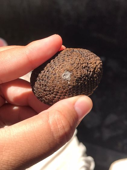 เบี้ยแก้ ฝังหนังเสือ หลวงปู่เพิ่ม วัดกลางบางแก้ว ถักเชือกปอ หูทองแดงทุบ ข้างละ 2 หู สีน้ำตาล ขนาดใหญ่ มีน้ำหนัก ปรอทไม่ตาย มีความเป็นธรรมชาต รูปที่ 13