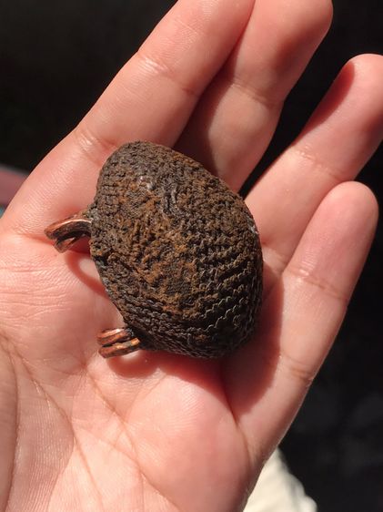 เบี้ยแก้ ฝังหนังเสือ หลวงปู่เพิ่ม วัดกลางบางแก้ว ถักเชือกปอ หูทองแดงทุบ ข้างละ 2 หู สีน้ำตาล ขนาดใหญ่ มีน้ำหนัก ปรอทไม่ตาย มีความเป็นธรรมชาต รูปที่ 9