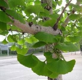 ตุ้มหู ใบกิงโกะ รูปที่ 3