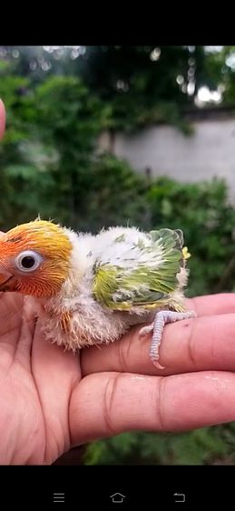 ขายลูกป้อนนกเลิฟเบิร์ดสีพายกรีนครอบส้ม..ราคาเริ่มต้นที่ 700 บาท รูปที่ 3