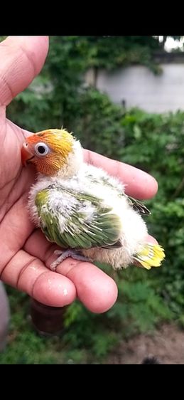 ขายลูกป้อนนกเลิฟเบิร์ดสีพายกรีนครอบส้ม..ราคาเริ่มต้นที่ 700 บาท รูปที่ 5