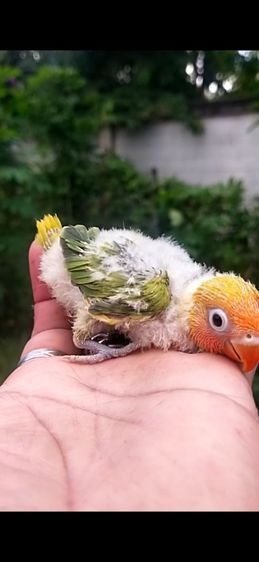 ขายลูกป้อนนกเลิฟเบิร์ดสีพายกรีนครอบส้ม..ราคาเริ่มต้นที่ 700 บาท รูปที่ 2