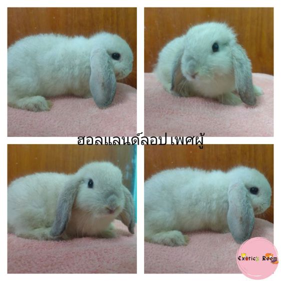 My Image 23