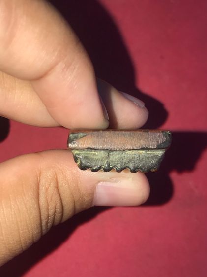 หลวงพ่อทวด หลังเตารีด วัดช้างให้ พิมพ์ใหญ่ เนื้อทองผสม ปี 2505 พระถูกพิมพ์ หลังสวย ขนาดใหญ่ เป็นธรรมชาติ หนา ล้ำ มีรอยแต่งตะไบ มีคราบขี้เบ้า รูปที่ 6