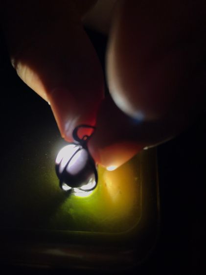 เพชรตางู เส้นผ่าศูนย์กลางประมาณ 1 ซม. รูปทรงกลมเหมือนดวงตา มีเส้นสังวาลย์ 3 สี คือสีดำ สีชมพู และสีขาวขุ่น ลักษณะดวงตาเป็นชั้นๆของวงสี ถ้าส่ รูปที่ 7