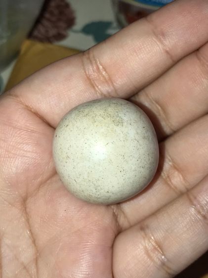 คตบัว สีขาวอมชมพู รูปทรงออกกลมๆ ขนาดเส็นผ่าศูนย์กลางประมาณ 3 ซม. ผิวเรียบ มัน มีคราบสีเหลือง เกาะติดแน่น มีน้ำหนัก เก่าอายุเป็น 100 ปี แท้ แ รูปที่ 3