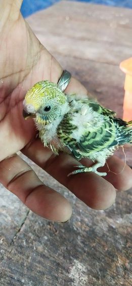 ขายลูกป้อนนกหงส์หยกลูกครึ่งอังกฏษฮอลเเลนด์หน้าเหลือง