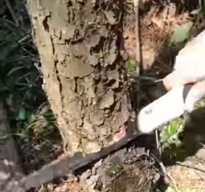 เลื่อยพับ SK5  รูปที่ 6