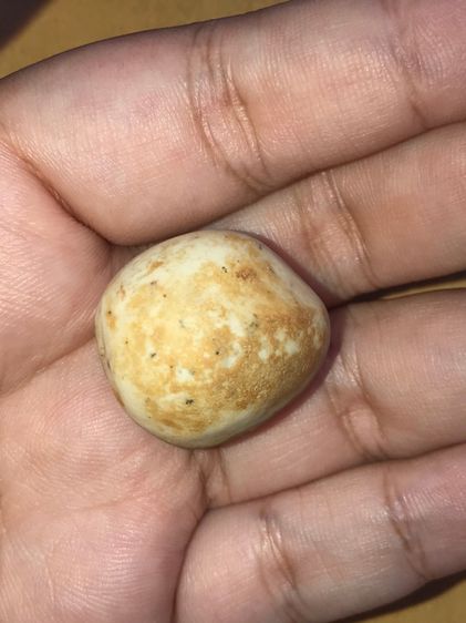 คตมะเฟือง ทรงเกือบกลมแบบมีเหลี่ยม ที่หัวมีขั่ว ขนาดประมาณ 1 นิ้ว เนื้อแห้ง มันเงา สีขาว มีคราบน้ำตาล แข็งเป็นหิน เก่าจัด แท้ ดูง่าย หายาก สภ รูปที่ 4