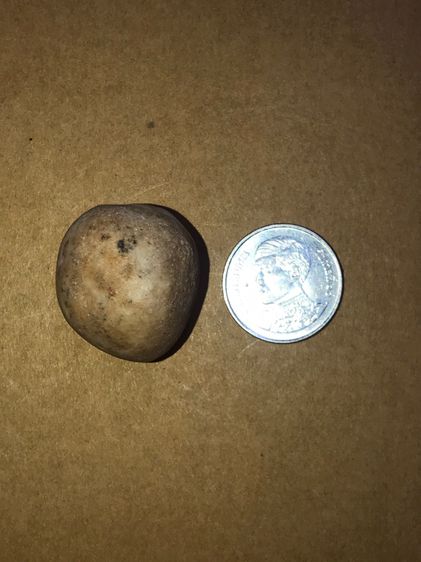 คตมะเฟือง ทรงเกือบกลมแบบมีเหลี่ยม ที่หัวมีขั่ว ขนาดประมาณ 1 นิ้ว เนื้อแห้ง มันเงา สีขาว มีคราบน้ำตาล แข็งเป็นหิน เก่าจัด แท้ ดูง่าย หายาก สภ รูปที่ 9