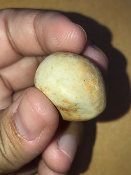 คตมะเฟือง ทรงเกือบกลมแบบมีเหลี่ยม ที่หัวมีขั่ว ขนาดประมาณ 1 นิ้ว เนื้อแห้ง มันเงา สีขาว มีคราบน้ำตาล แข็งเป็นหิน เก่าจัด แท้ ดูง่าย หายาก สภ รูปที่ 3