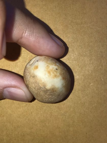 คตมะเฟือง ทรงเกือบกลมแบบมีเหลี่ยม ที่หัวมีขั่ว ขนาดประมาณ 1 นิ้ว เนื้อแห้ง มันเงา สีขาว มีคราบน้ำตาล แข็งเป็นหิน เก่าจัด แท้ ดูง่าย หายาก สภ รูปที่ 7