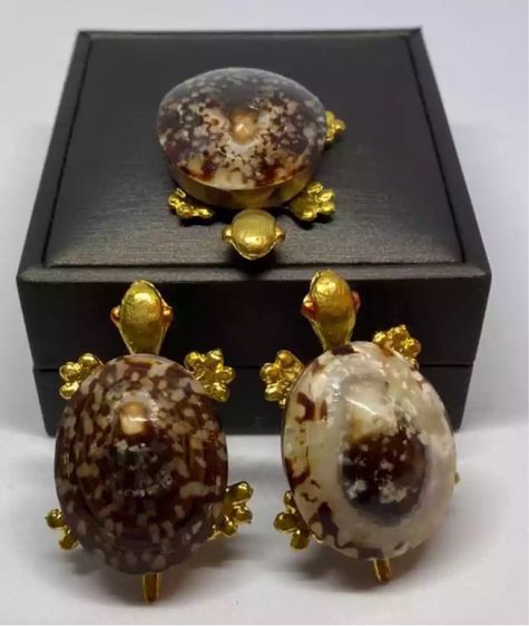 เปลือกหอยสวยตกแต่ง รูปที่ 2