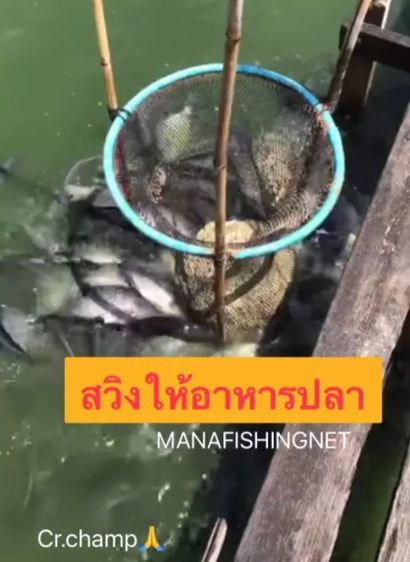 ที่ให้อาหารปลา ในบ่อเลี้ยง 📌ทำจากท่อ PVC เกรดเอ รูปที่ 4