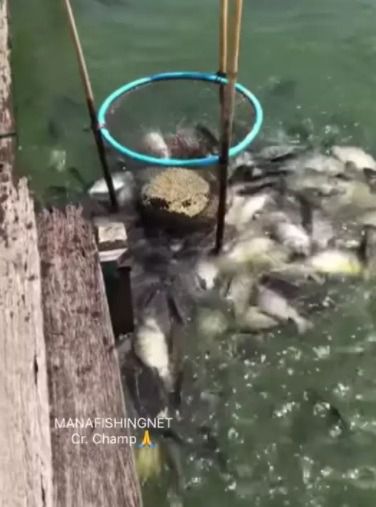 สวิงตักปลา สวิงตักกุ้ง สวิงให้อาหารปลา 🅰️ รูปที่ 3