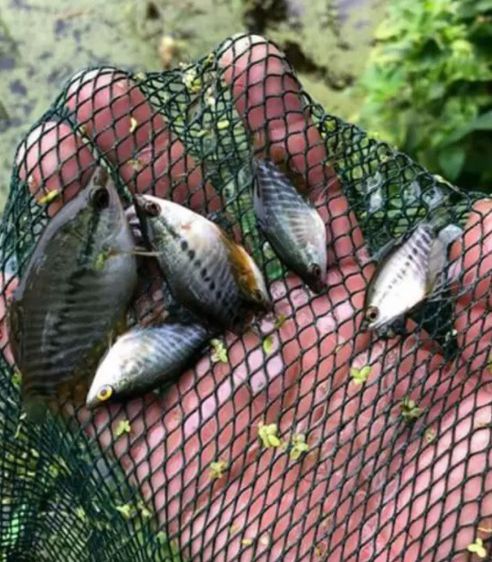 สวิงช้อนกุ้งฝอย สวิงช้อนลูกปลา 📌ตาถี่ 1 เซ็น สวิงท่อPVC รูปที่ 4