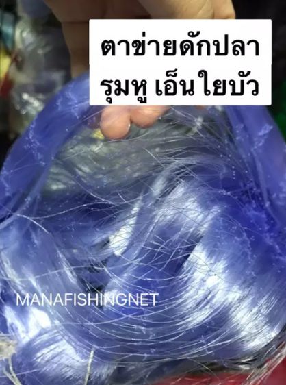 ตาข่ายดักปลา เอ็นใยบัว 🔺ตา 9  10  11  12 เซ็น ลึก 20 ตา ป้าย 200 เมตร รูปที่ 4