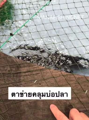 ตาข่ายคลุมอ่างเลี้ยงปลา 1 ผืนขนาด 1.5x15 เมตร สามารถนำไปตัดได้ตามขนาดที่ต้องการใช้งาน รูปที่ 6