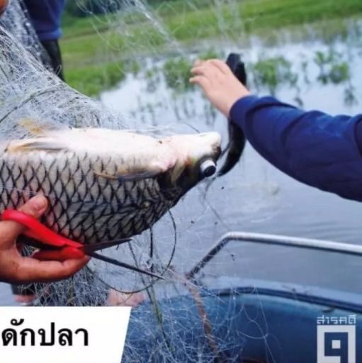 ไหลมอง ดักปลา 18 เซ็นลึก 3.5 เมตร ‼️🅰️ ดักปลาน้ำโขง รูปที่ 3