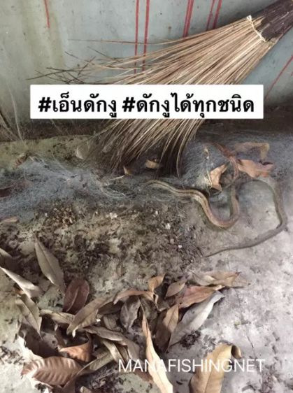 เอ็นดักงู ดักงูได้ทุกชนิด 📌 งูติดจริง รูปที่ 5