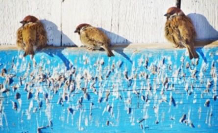 ตาข่ายกันนก ขนาดสูง 4 เมตร ยาว 14 เมตร รุ่น UV Protection รูปที่ 6