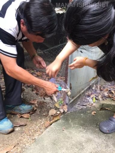 ตาข่ายกันงู 🅰️ กันงู — ล้อมรั้ว ยาว 200 เมตร รูปที่ 5